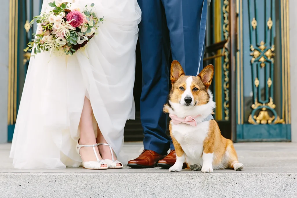 dog at sf city hall wedding